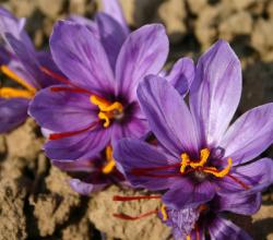 Saffron Menu